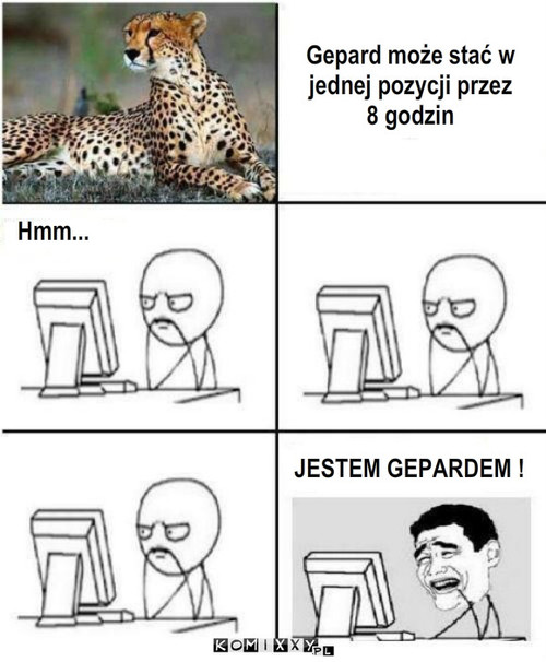 Gepard – Gepard może stać w jednej pozycji przez 8 godzin Hmm... JESTEM GEPARDEM ! 