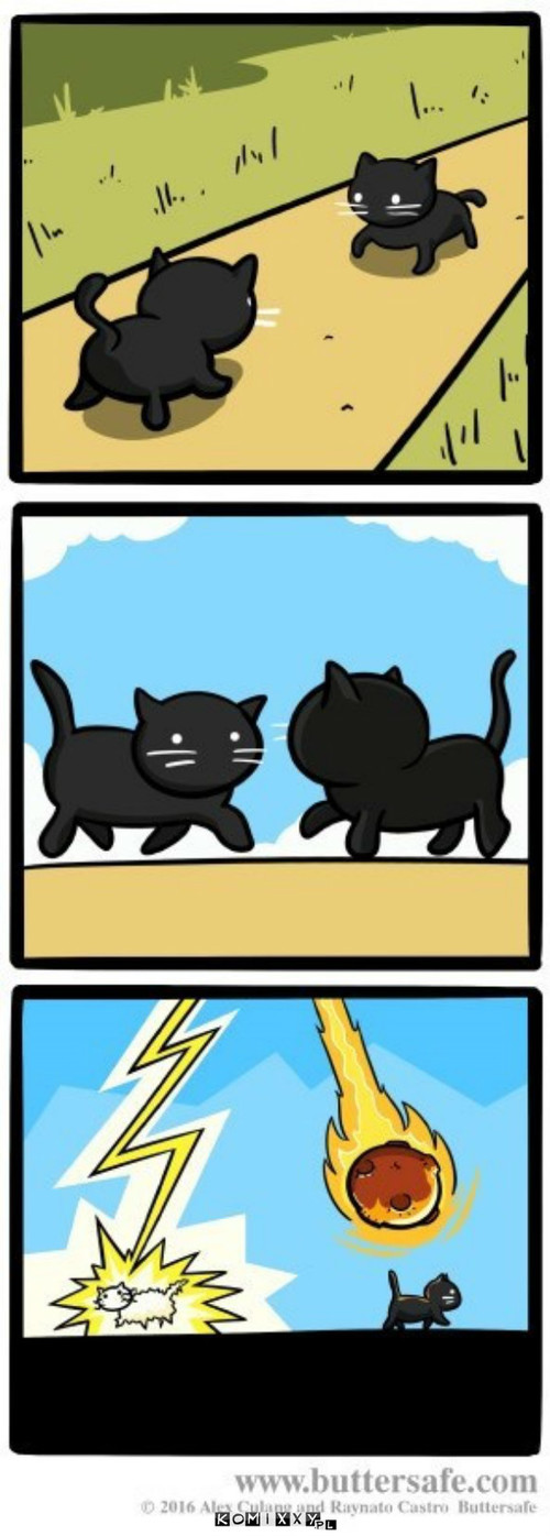 Czarny kot przeszedł drogę –  